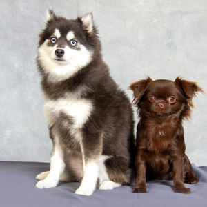 Fundraising Page: Sheryl Morgan